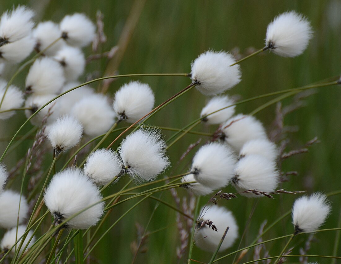 Eriophorum angustifolium