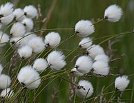 File:Eriophorum Cotton Grass.JPG (Cotton Grass)