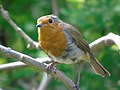 Erithacus rubecula Petirrojo