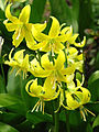 * Nomination Erythronium 'Pagoda'. Botanical Garden of Moscow State University "Aptekarsky Ogorod". --Kor!An 07:44, 23 June 2013 (UTC) * Decline  Oppose same here, too noisy --A.Savin 09:11, 23 June 2013 (UTC)  Done Uploaded a new version, adjusting noises. --Kor!An 08:03, 24 June 2013 (UTC)