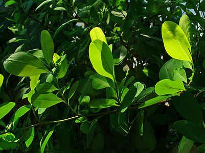 Erythroxylum coca Leaves