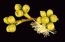 flower buds Eucalyptus kitsoniana buds.jpg