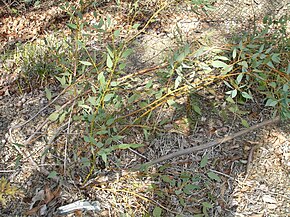 Beschrijving van de afbeelding Eucalyptus pyriformis.jpg.