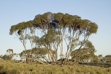 Okaliptüs viridis habit.jpg