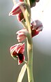 Eulophia ecristata