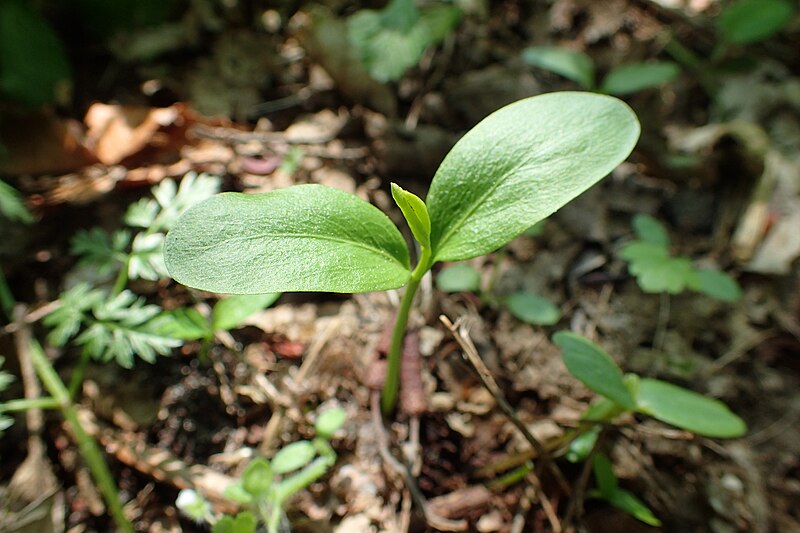 File:Euonymus europaeus kz01.jpg