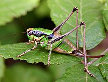 Eupholidoptera chabrieri01.jpg