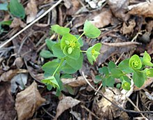 Euphorbia ouachitana.jpg