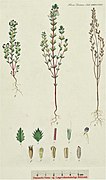 Euphrasia micrantha illustration (02).jpg