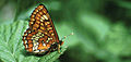 December 7: the butterfly Euphydryas maturna