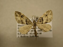 Eupithecia albimixta