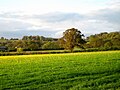 Evening sunshine on pasture Charlock (Field Mustard), Somerset.jpg