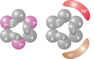 Schematic view of the archaeal (left) and eukaryotic (right) exosome complexes with the most common associated proteins. In color and marked with a star are the subunits of each complex that have catalytic activity. See below for a full legend. Exosome active subunits simple.png