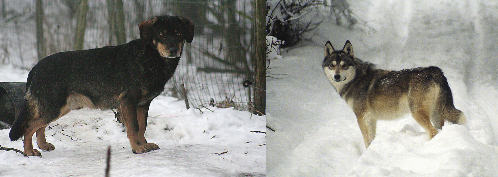 https://upload.wikimedia.org/wikipedia/commons/thumb/2/2d/F1_wolf-dog_hybrids_from_Wildlife_Park_Kadzidlowo%2C_Poland.png/1920px-F1_wolf-dog_hybrids_from_Wildlife_Park_Kadzidlowo%2C_Poland.png