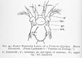 FMIB 46413 Early Nauplius larva of a copepod (Cyclops).jpeg
