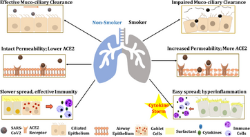 Figure shows factors responsible for higher susceptibility of smokers or vapers against COVID-19. In normal individuals, the muco-ciliary epithelium and the mucous layers act as the first line of defense against the foreign pathogen (in this case SARS-CoV2). On smoking, this layer is damaged and so is the flow of the peri-ciliary fluid (mucous; indicated by arrows) which makes them more prone to infections. Smokers are also shown to have higher surface expression of ACE2 receptors (binding sites for SARS-CoV2) which allows the entry of pathogens into the host cell and protects the virus against the host surveillance. In normal individuals, the viral infection could be checked by the, (a) cytokine release from the type II pneumocytes, goblet, nasal epithelial/ciliated and oral mucosal cells and (b) immune cell (macrophages, neutrophils and lymphocytes) infiltration at the site of infection, to contain further spread. Smoking weakens the immune system enabling easy entry into the host cell, rapid multiplication of the virus followed by hyperinflammatory response triggered by 'cytokine storm' in the host body eventually leading to damaged lung tissue.