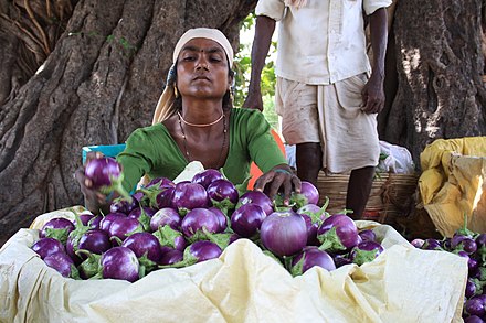 A farm worker selling eggplants in Gujarat