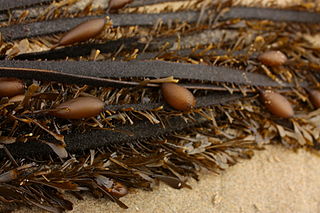 <i>Egregia</i> Species of alga