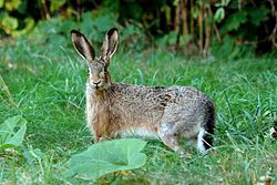 Pelēkais zaķis (Lepus europaeus)