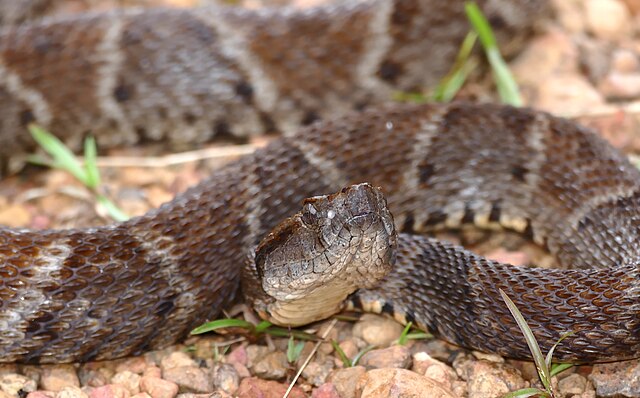 FER-DE-LANCE definition in American English