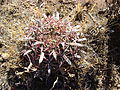 Ferocactus latispinus