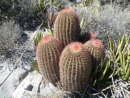 mexikói mészkaktusz (Ferocactus pilosus)