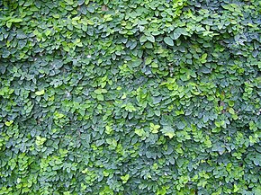 Descrizione dell'immagine Ficus pumila.jpg.