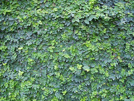 Ficus pumila's vigorous wall growth
