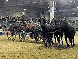 Esperia Pony (Pony dell'Esperia), driven five-in-hand, photographed at Fieracavalli, Verona, Italy, on 9 November 2014.