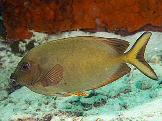 <span class="mw-page-title-main">Peppered spinefoot</span> Species of fish