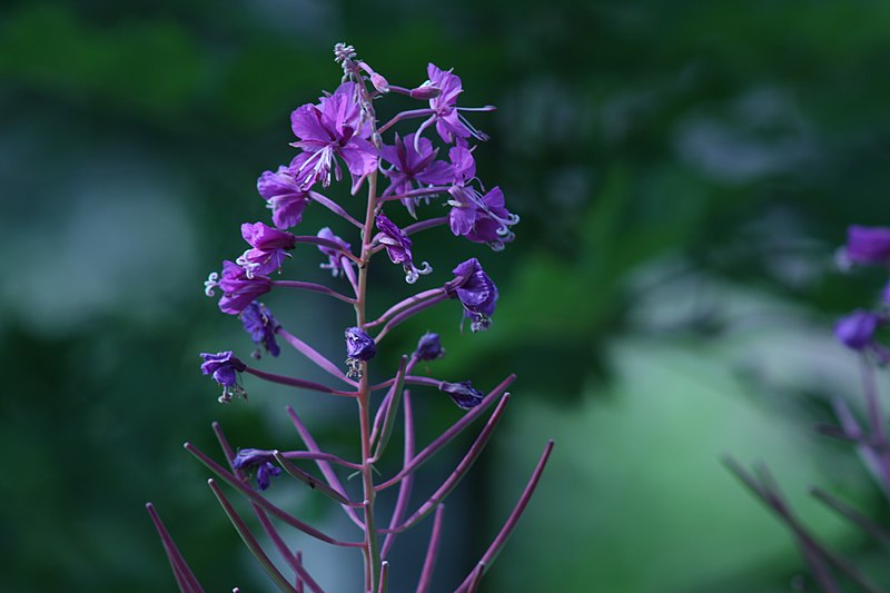 File:Fireweed dark in Finland.jpg