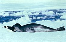 Tuleň leží na ledu, v tlamě má tučňáka