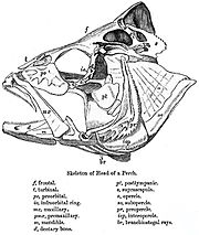 Fish head parts, 1889, Fauna of British India, Sir Francis Day FishKeyDay.jpg