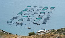 2016 image of a Greek fish farm. Rings of circular nets float in a grid on the water surface. Inside the nets, fish are fed and raised for consumption.