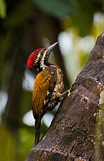 Thumbnail for Black-rumped flameback