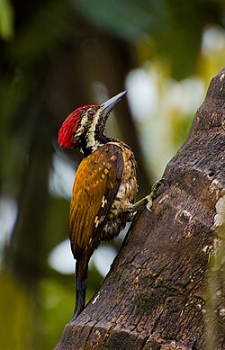 Flameback Woodpecker.jpg