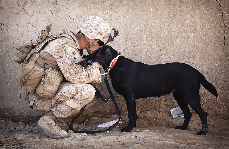 File:Flickr - DVIDSHUB - 'America's Battalion' Marines patrol central Garmsir (Image 5 of 9).jpg