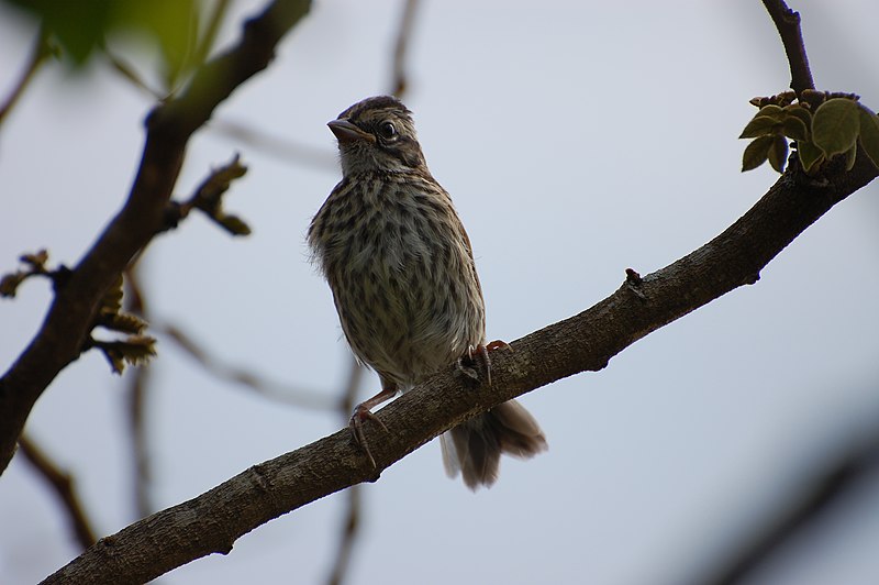 File:Flickr - Dario Sanches - TICO-TICO Imaturo (Zonotrichia capensis ) (1).jpg