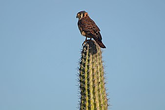 American kestrel on cactus.