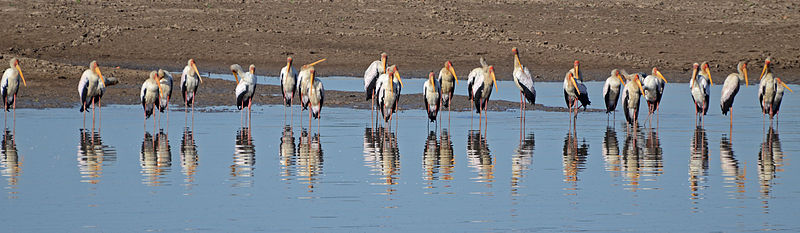 File:Flickr - ggallice - Yellow-billed storks.jpg