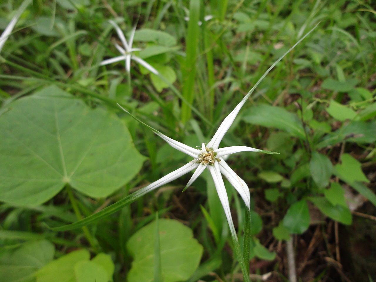 flor silvestre del estado de luisiana