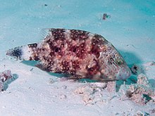 Floral wrasse (Cheilinus chlorourus) (46387008914).jpg