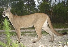 Florida Panther (Puma concolor coryi)