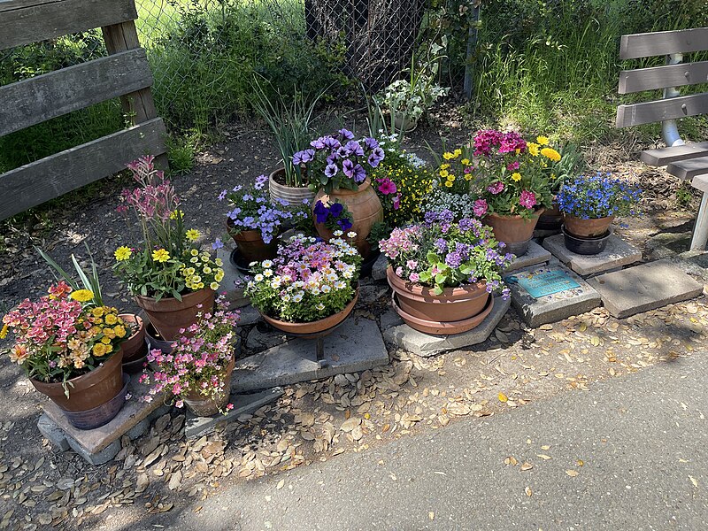 File:Flowers in Sonoma - April 2023 - Sarah Stierch.jpg