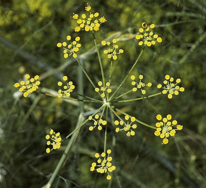 File:Foeniculum vulgare A.jpg