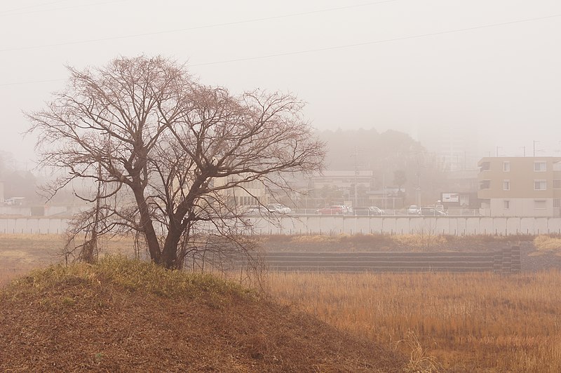 File:Foggy tree - panoramio.jpg