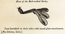 "Foot of the Red-necked Grebe" Foot of the Red-necked Grebe woodcut in Bewick British Birds 1797.jpg