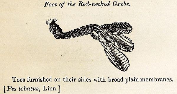 "Foot of the Red-necked Grebe"