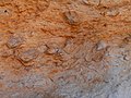 Fossils, Hatira Gulch, Negev, Israel מאובנים, נחל חתירה, הנגב - panoramio (2).jpg