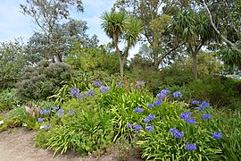 Франция Bretagne 29 Roscoff 05.jpg